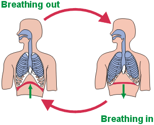 Respiration Experiment using BioNomadix Transducer