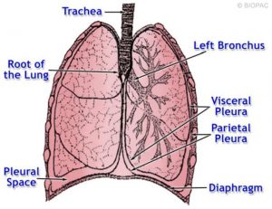 Lung and respiratory studies with BIOPAC